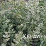 Ruscus aculeatus