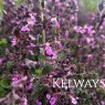 Teucrium chamaedrys L.