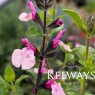Salvia 'Dancing Dolls'