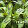 Persicaria odorata