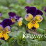 Viola 'Helen Mount' (T) (9cm pot)