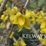 Forsythia x intermedia 'Mikador' (3 litre pot)