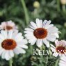 Rhodanthemum 'Casablanca' (Atlas Daisy Series)