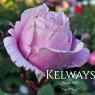 Rosa Soeur Emmanuelle ('Delamo' PBR) (S)