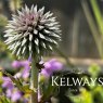Echinops bannaticus 'Star Frost'
