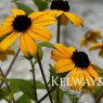 Rudbeckia triloba