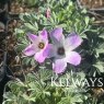 Oxalis adenophylla