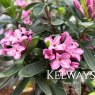 Daphne x transatlantica Pink Fragrance ('Blapink' PBR)