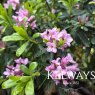 Daphne x transatlantica Pink Fragrance ('Blapink' PBR)