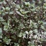 Thymus 'Silver King' (v)