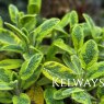 Salvia officinalis 'Icterina' (v)