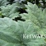 Rheum palmatum