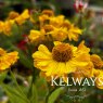 Helenium 'Septembergold'