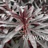 Euphorbia x martinii MINER'S MERLOT ('Km-mm024') (3 litre pot)