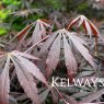 Acer palmatum 'Sumi-nagashi' (M)
