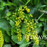 Chiastophyllum oppositifolium