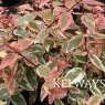 Abelia x grandiflora TRICOLOR CHARM ('Mincautri' PBR) (v)