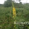Agrimonia eupatoria