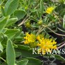 Anthyllis vulneraria