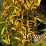 Ligularia przewalskii