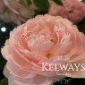 Rosa Gentle Hermione ('Ausrumba' (S)