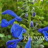 Salvia patens 'Patio Deep Blue' (Patio Series)