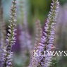 Veronicastrum virginicum f. roseum