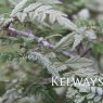 Rubus thibetanus