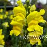 Antirrhinum majus 'Sonnet Yellow' (Sonnet Series)