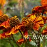 Helenium 'Peach Sundae' (Sundae Series)