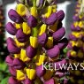 Lupinus 'Manhattan Lights' PBR