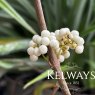 Callicarpa bodinieri 'Magical Snowqueen'