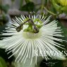 Passiflora 'Snow Queen' PBR