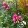 Symphoricarpos 'Magical Candy' (Magical Series)