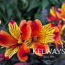 Alstroemeria Indian Summer ('Tesronto') (Summer Paradise - Summer Series)