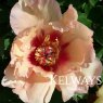 Paeonia 'Sonoma Apricot' (I)