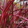 Pennisetum advena 'Fireworks' PBR (v)