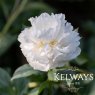 Paeonia lactiflora 'Duchesse de Nemours'