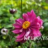 Anemone hupehensis BELLE ('Ifanfb' PBR) (Fantasy Series)