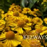 Helenium 'Lemon Sundae' (Sundae Series)