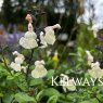 Salvia 'Cool Cream'