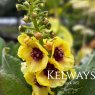Verbascum 'Dark Eyes' PBR