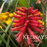 Kniphofia Poco Red ('Tnknipr' PBR) (Poco Series)