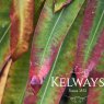 Euphorbia mellifera