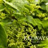 Hydrangea petiolaris