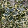Ilex aquifolium 'Argentea Marginata' (f/v) (3 litre pot)