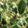 Ilex aquifolium 'Argentea Marginata' (f/v) (3 litre pot)