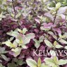 Pittosporum tenuifolium Bannow Bay ('Breebay')