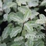 Pittosporum tenuifolium 'Irene Paterson' (m/v)