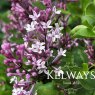 Syringa meyeri 'Palibin' (10 litre pot)